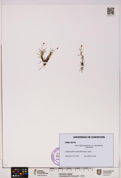 Carex vallis-pulchrae var. vallis-pulchrae [Espécimen: UDEC:CONC:0191770]