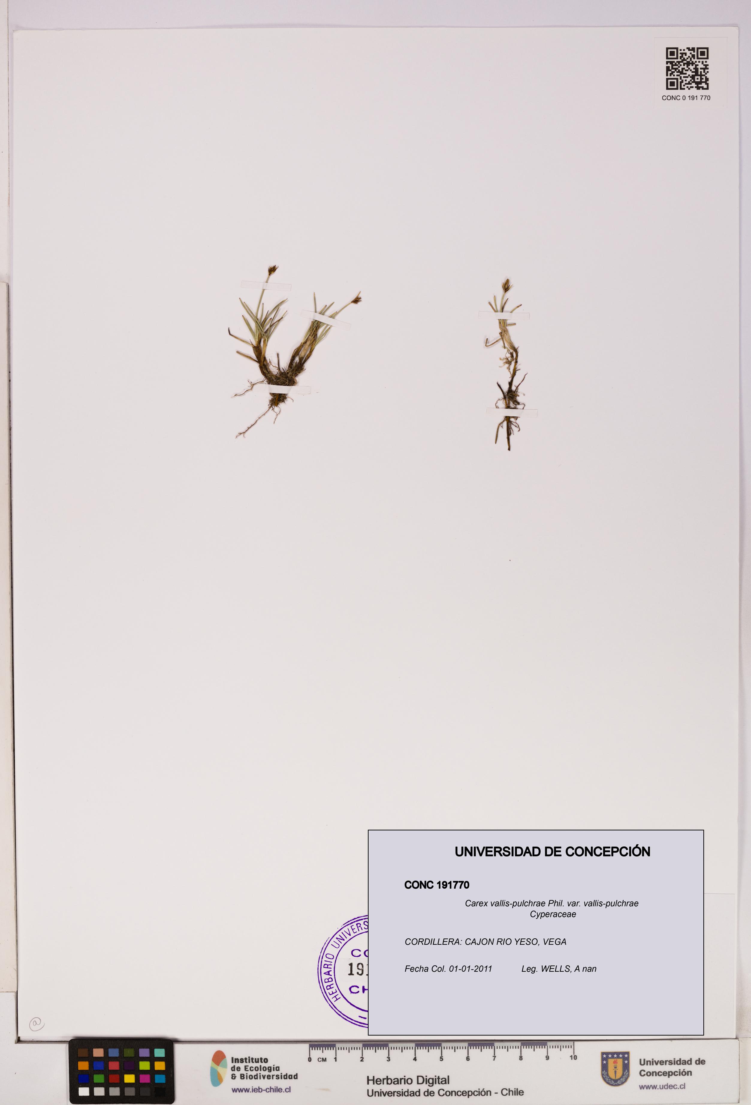 Carex vallis-pulchrae var. vallis-pulchrae [Espécimen: UDEC:CONC:0191770]