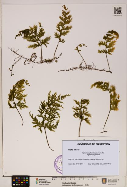 Hymenophyllum krauseanum [Espécimen: ]
