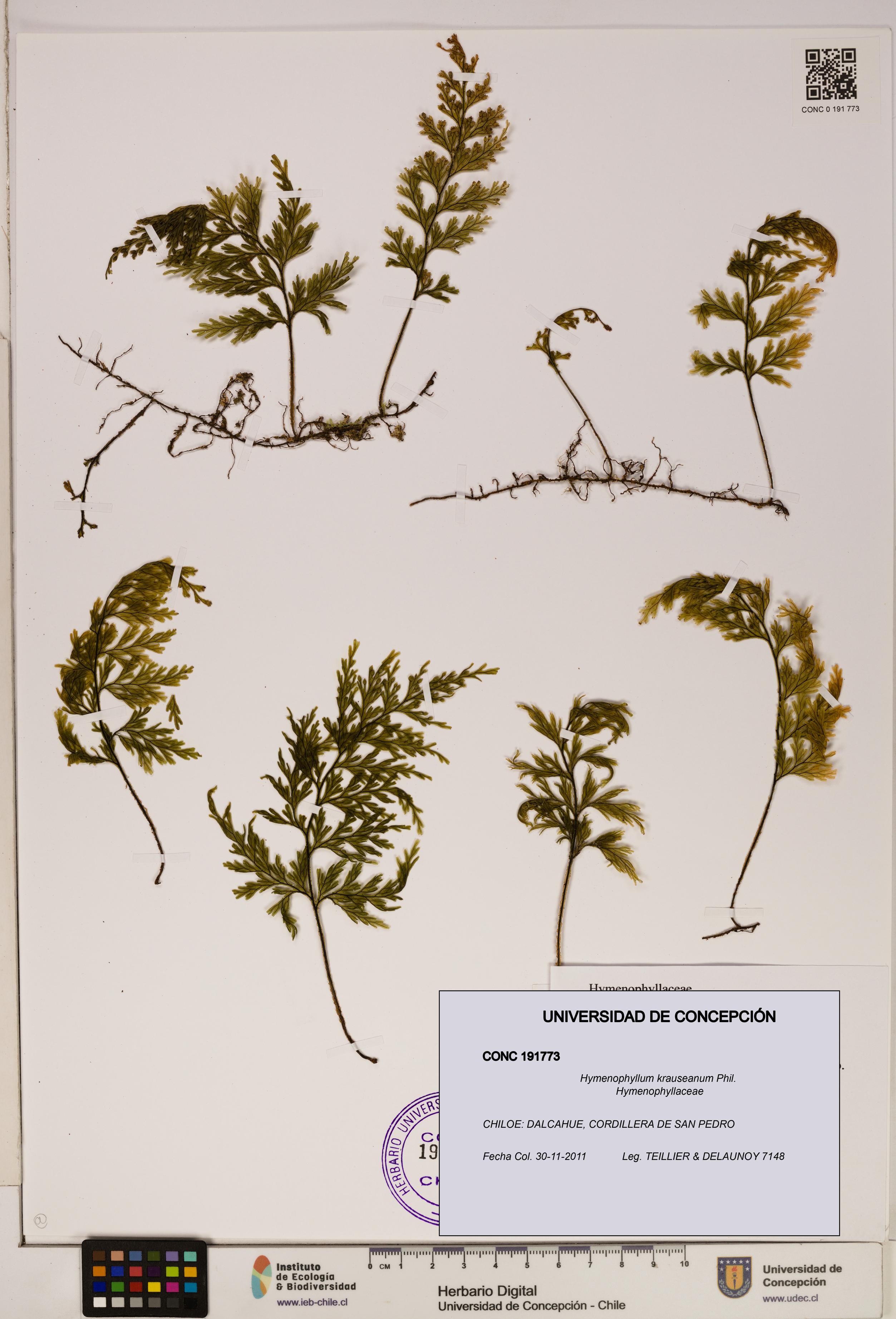 Hymenophyllum krauseanum [Espécimen: ]