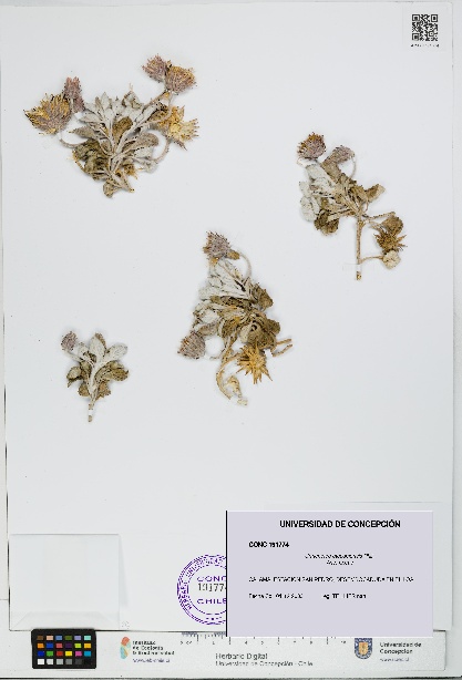Urmenetea atacamensis [Espécimen: UDEC:CONC:0191774]