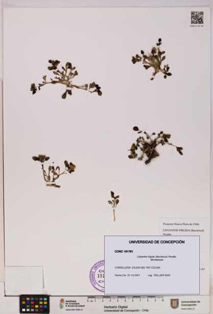 Cistanthe frigida [Espécimen: UDEC:CONC:0191781]