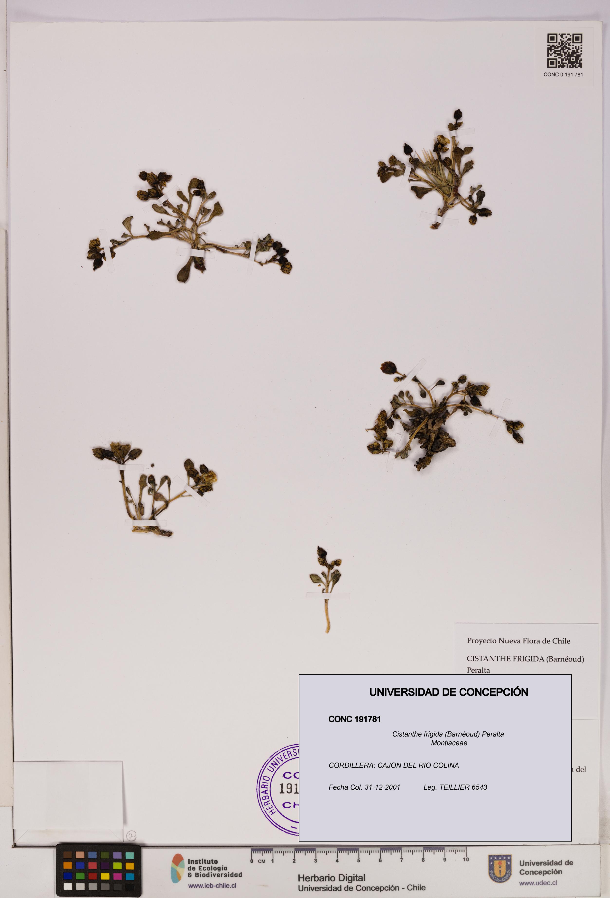 Cistanthe frigida [Espécimen: UDEC:CONC:0191781]