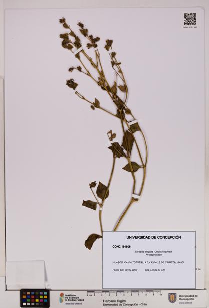 Mirabilis elegans [Espécimen: UDEC:CONC:0191808]