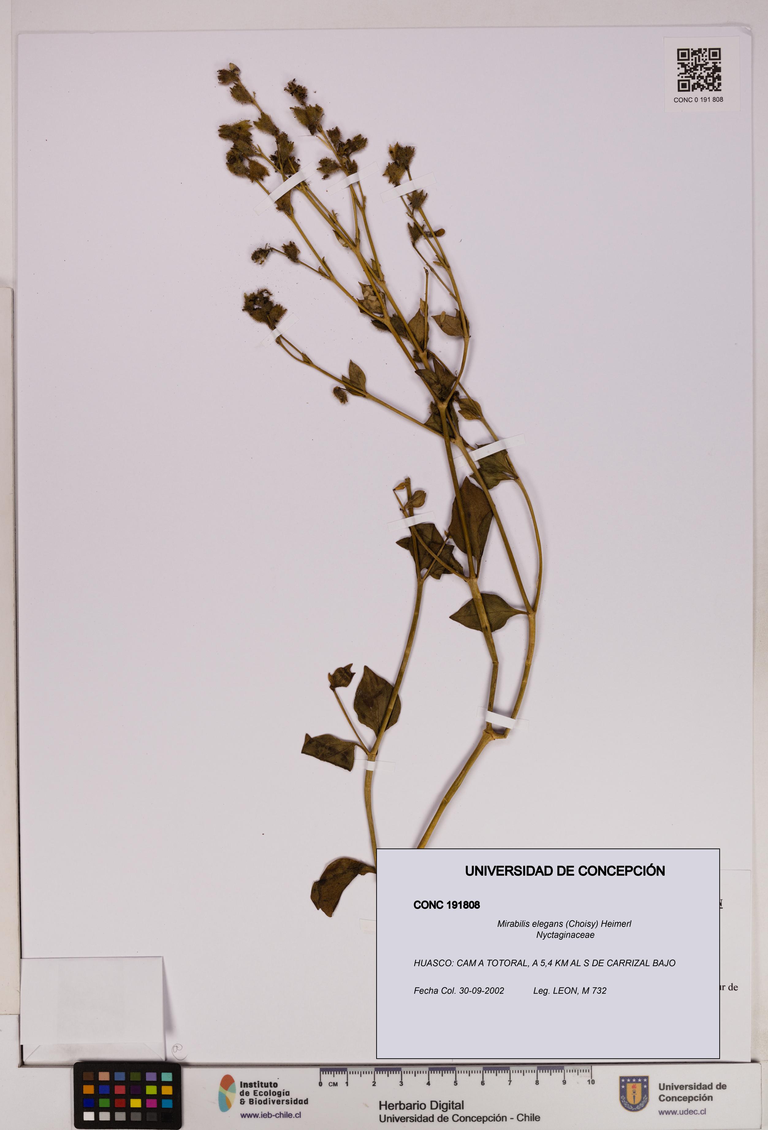 Mirabilis elegans [Espécimen: UDEC:CONC:0191808]