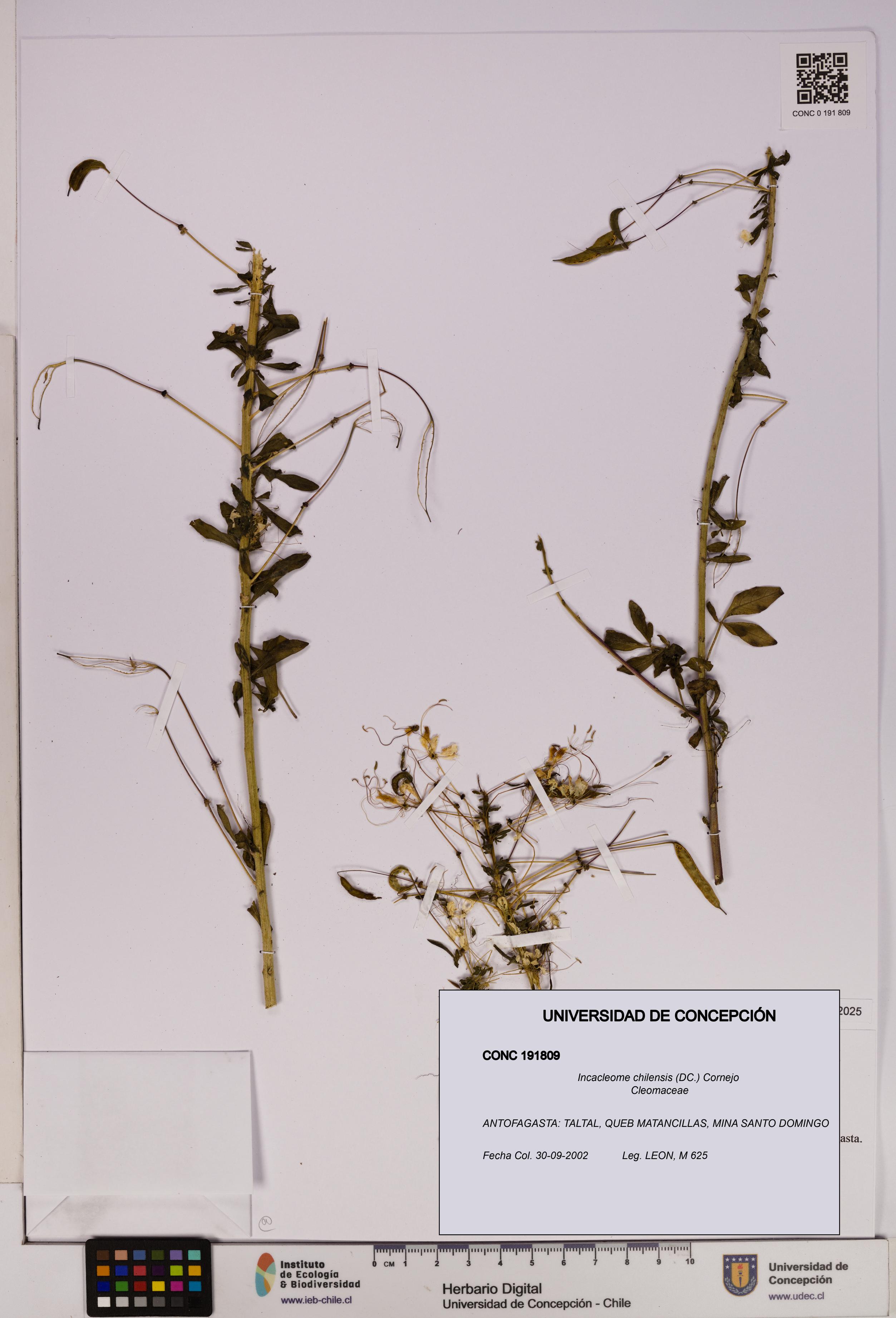 Incacleome chilensis [Espécimen: UDEC:CONC:0191809]