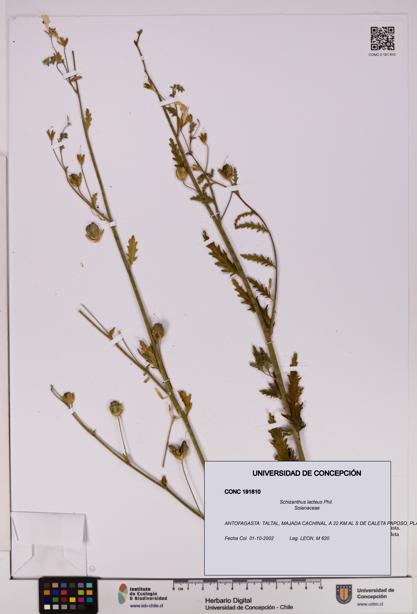 Schizanthus lacteus [Espécimen: UDEC:CONC:0191810]