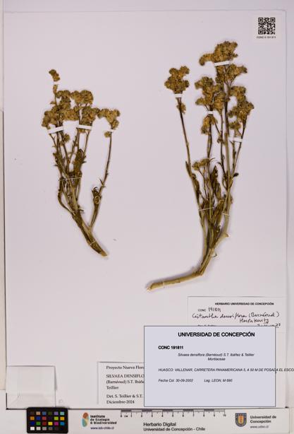 Silvaea densiflora [Espécimen: UDEC:CONC:0191811]