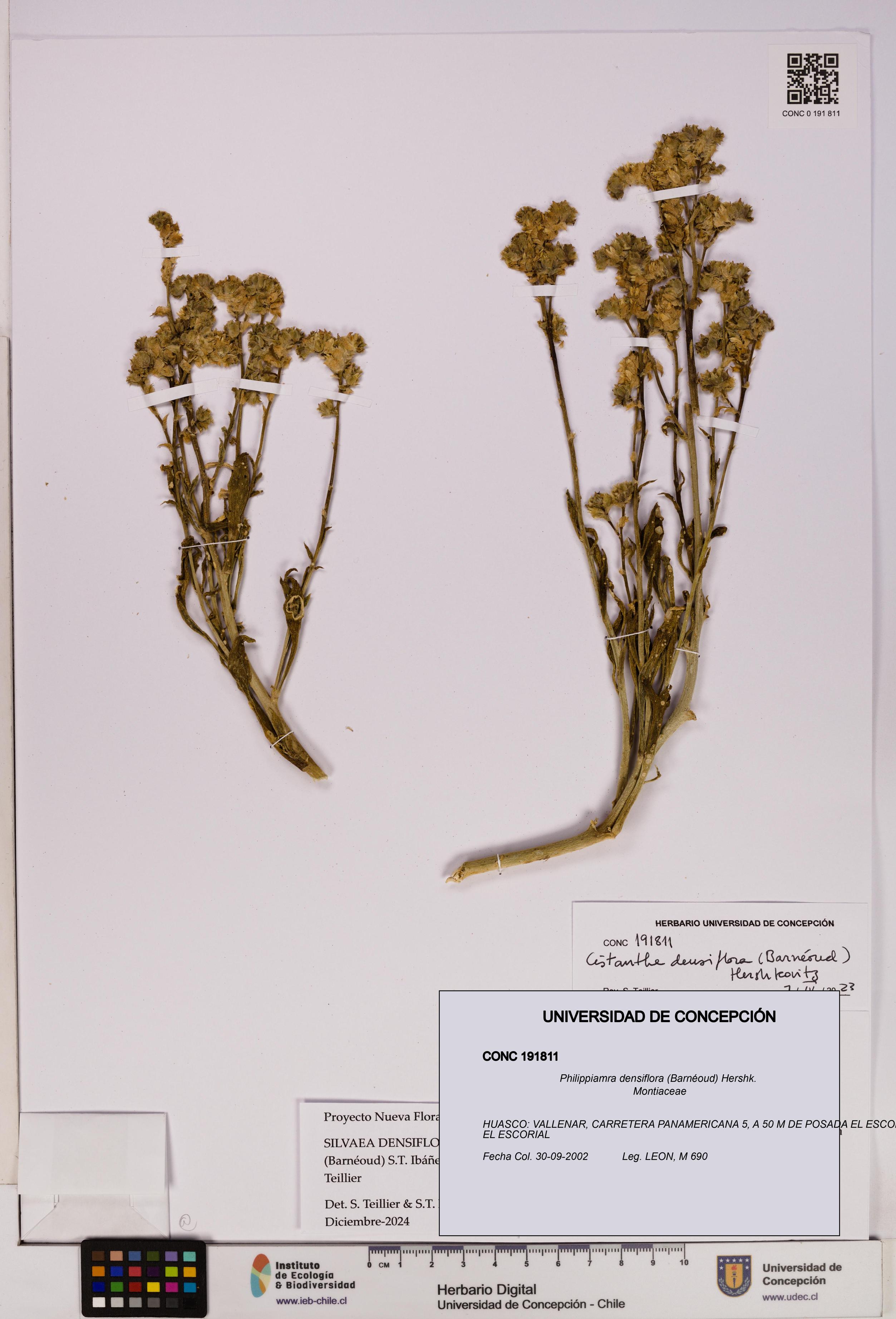 Philippiamra densiflora [Espécimen: ]