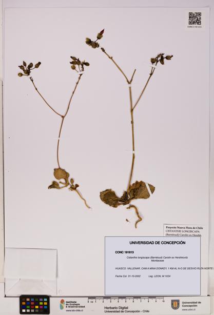 Cistanthe longiscapa [Espécimen: UDEC:CONC:0191813]