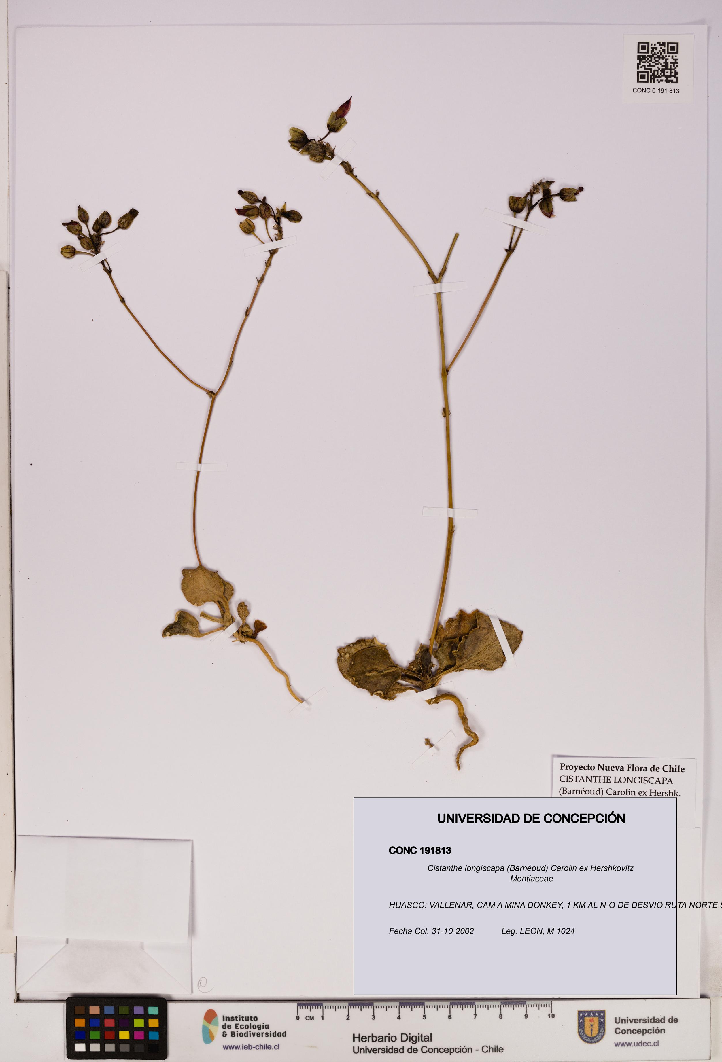 Cistanthe longiscapa [Espécimen: UDEC:CONC:0191813]