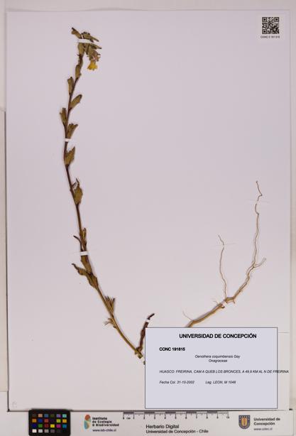 Oenothera coquimbensis [Espécimen: UDEC:CONC:0191815]
