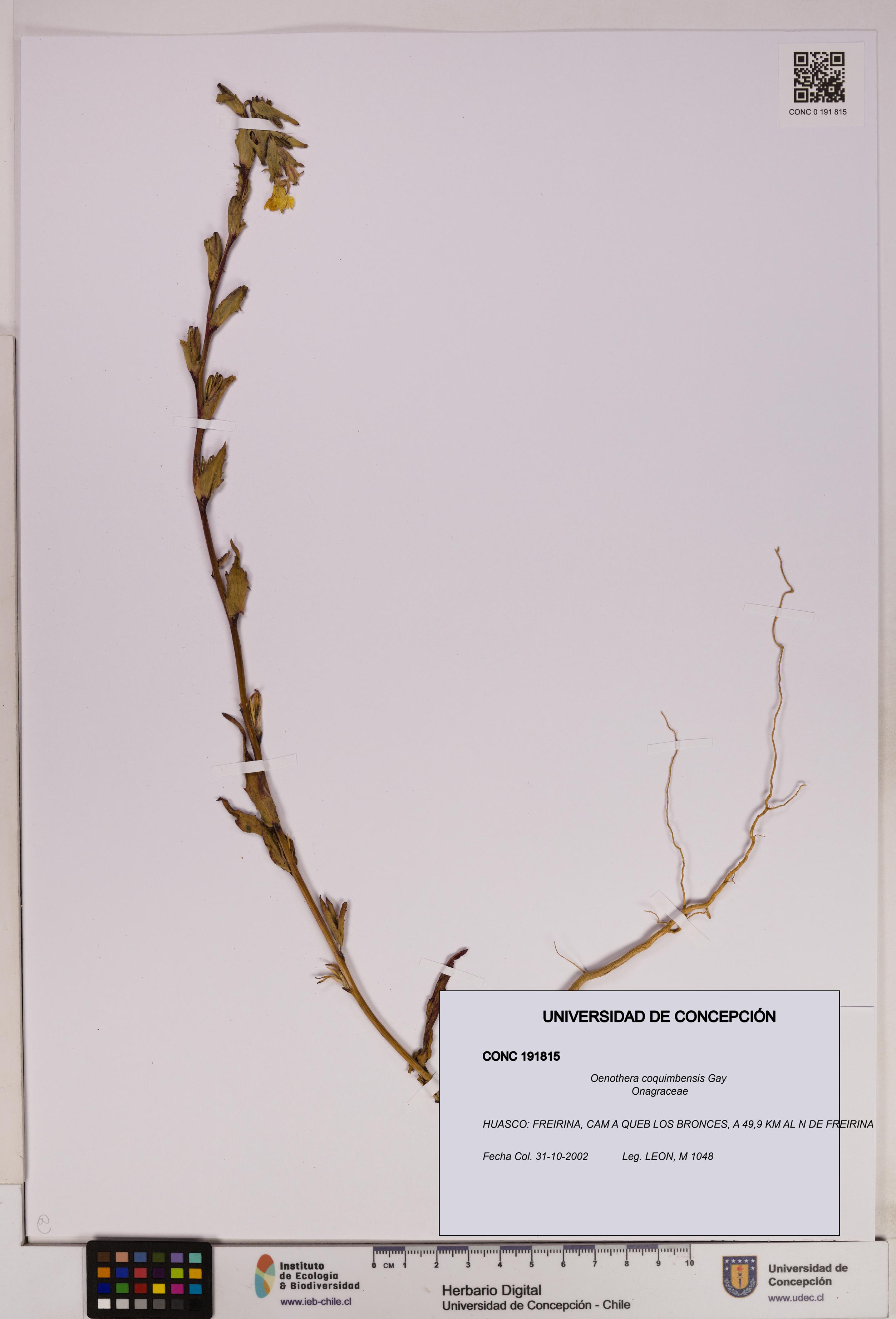 Oenothera coquimbensis [Espécimen: UDEC:CONC:0191815]