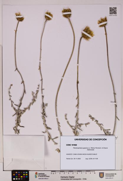Plectocephalus gayanus [Espécimen: UDEC:CONC:0191822]