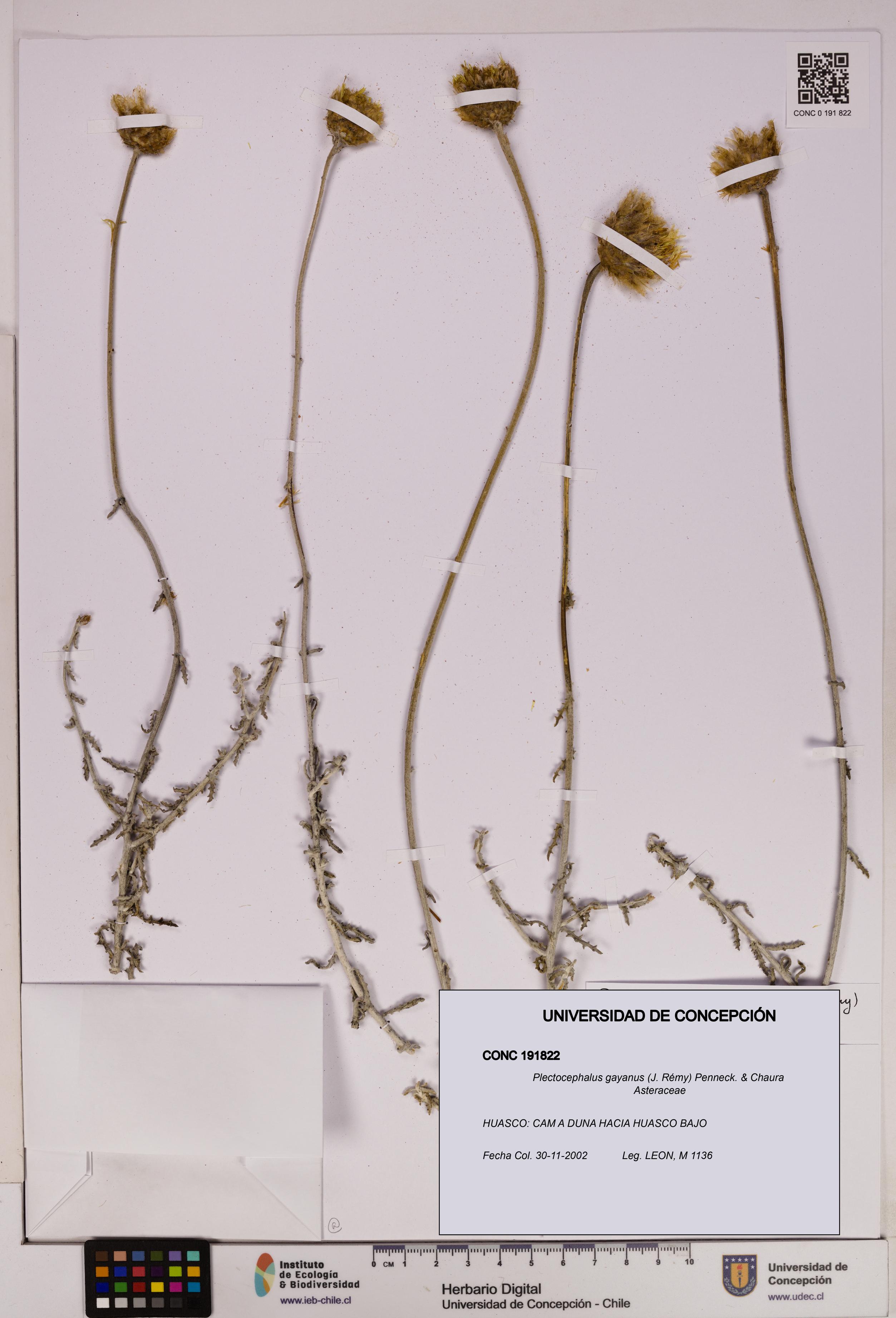 Plectocephalus gayanus [Espécimen: UDEC:CONC:0191822]