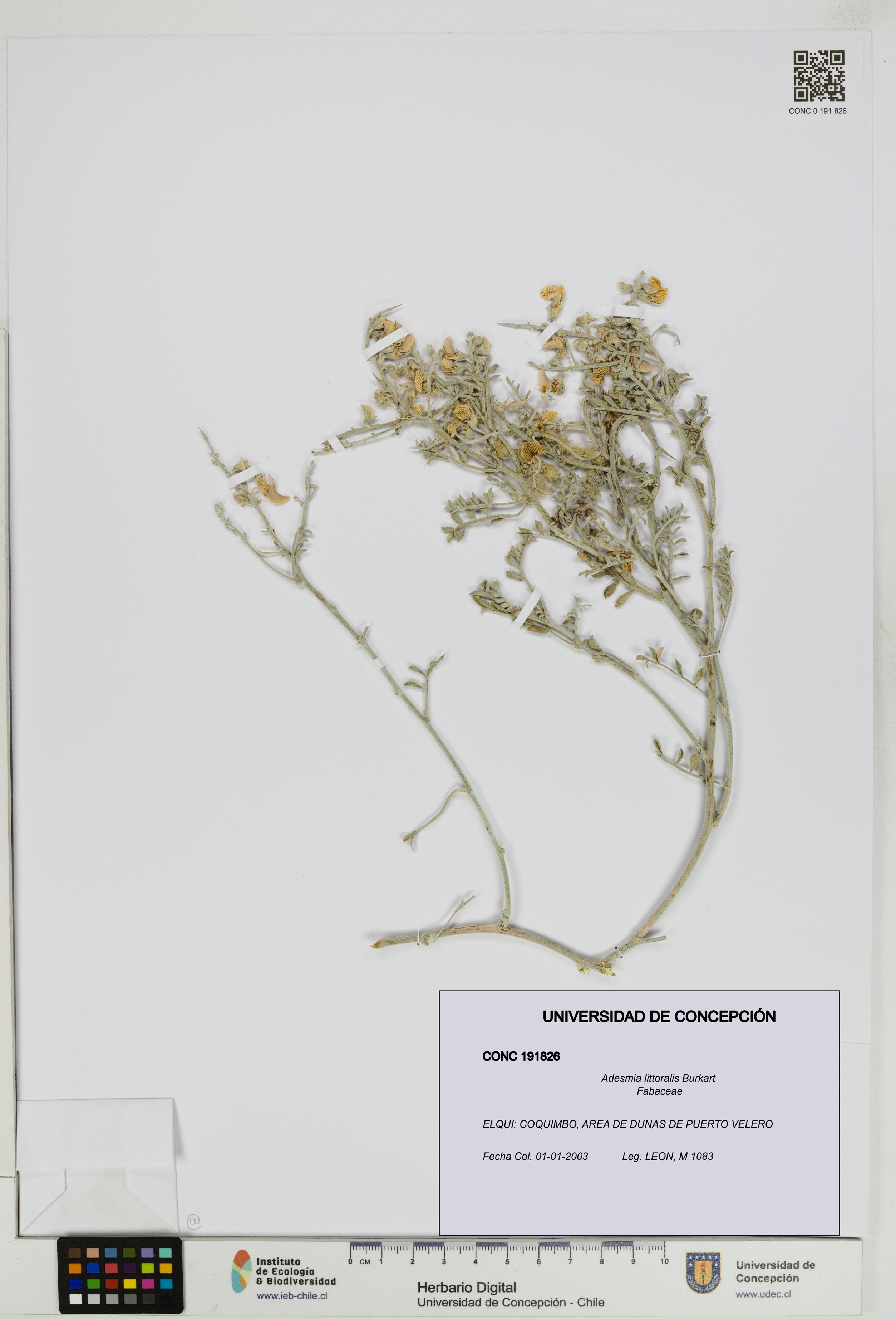 Adesmia littoralis [Espécimen: UDEC:CONC:0191826]