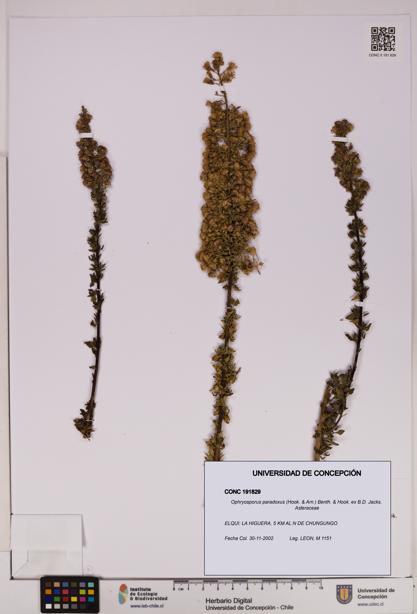 Ophryosporus paradoxus [Espécimen: UDEC:CONC:0191829]