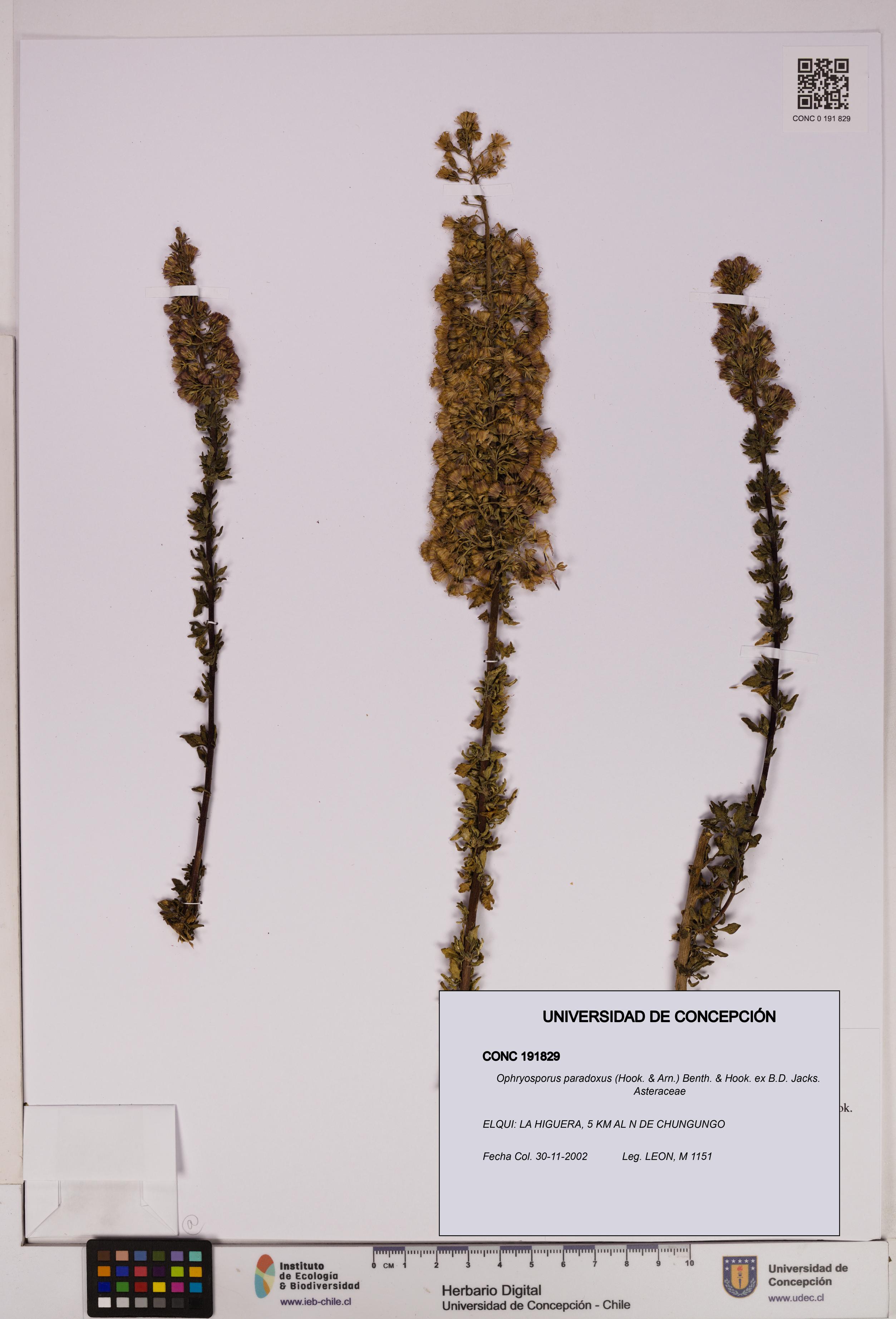 Ophryosporus paradoxus [Espécimen: UDEC:CONC:0191829]