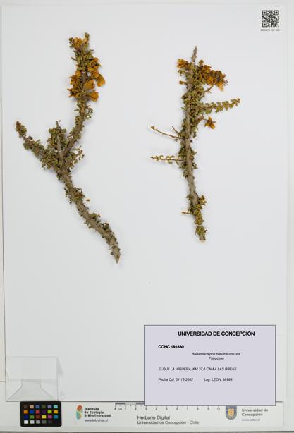 Balsamocarpon brevifolium [Espécimen: UDEC:CONC:0191830]