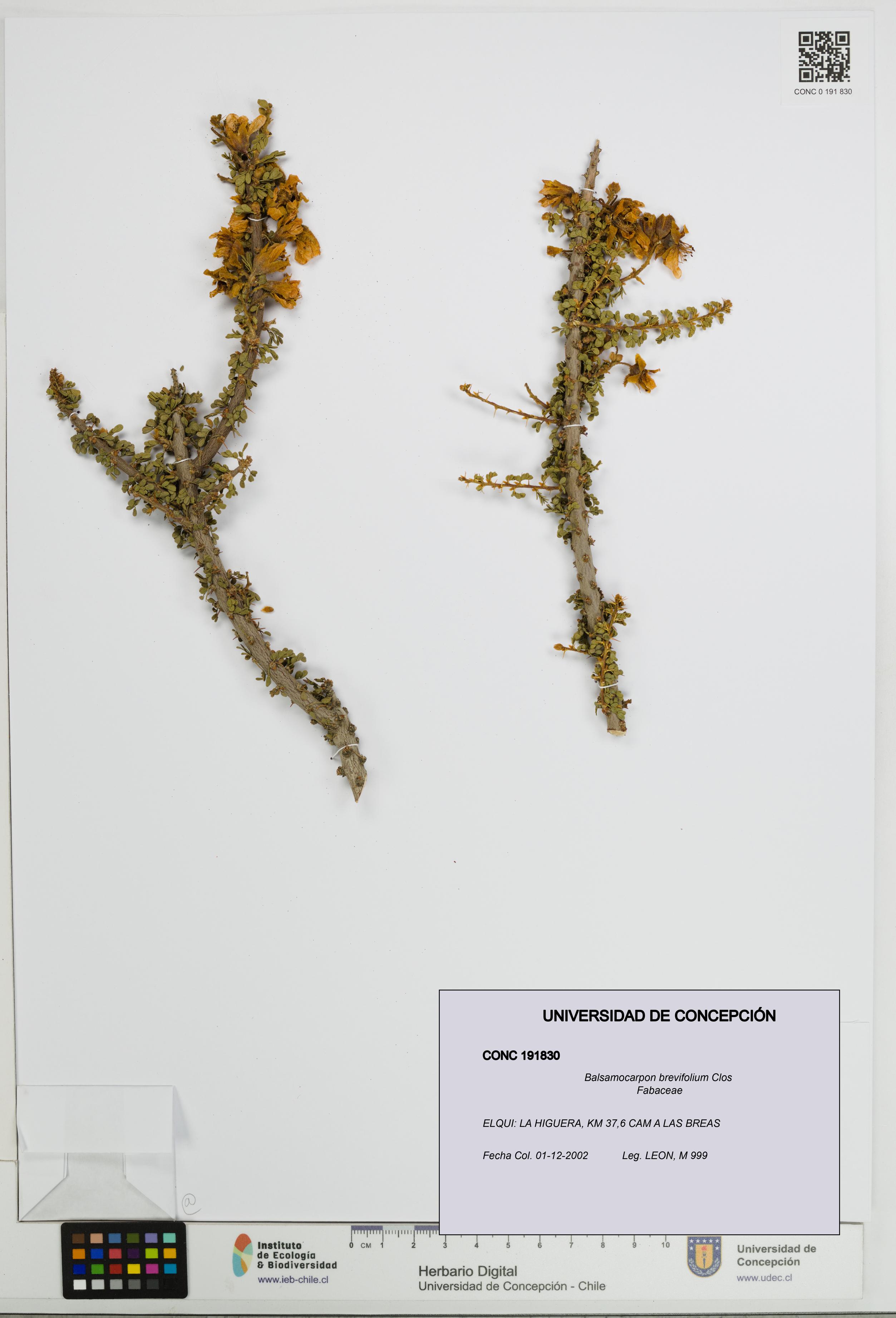 Balsamocarpon brevifolium [Espécimen: UDEC:CONC:0191830]