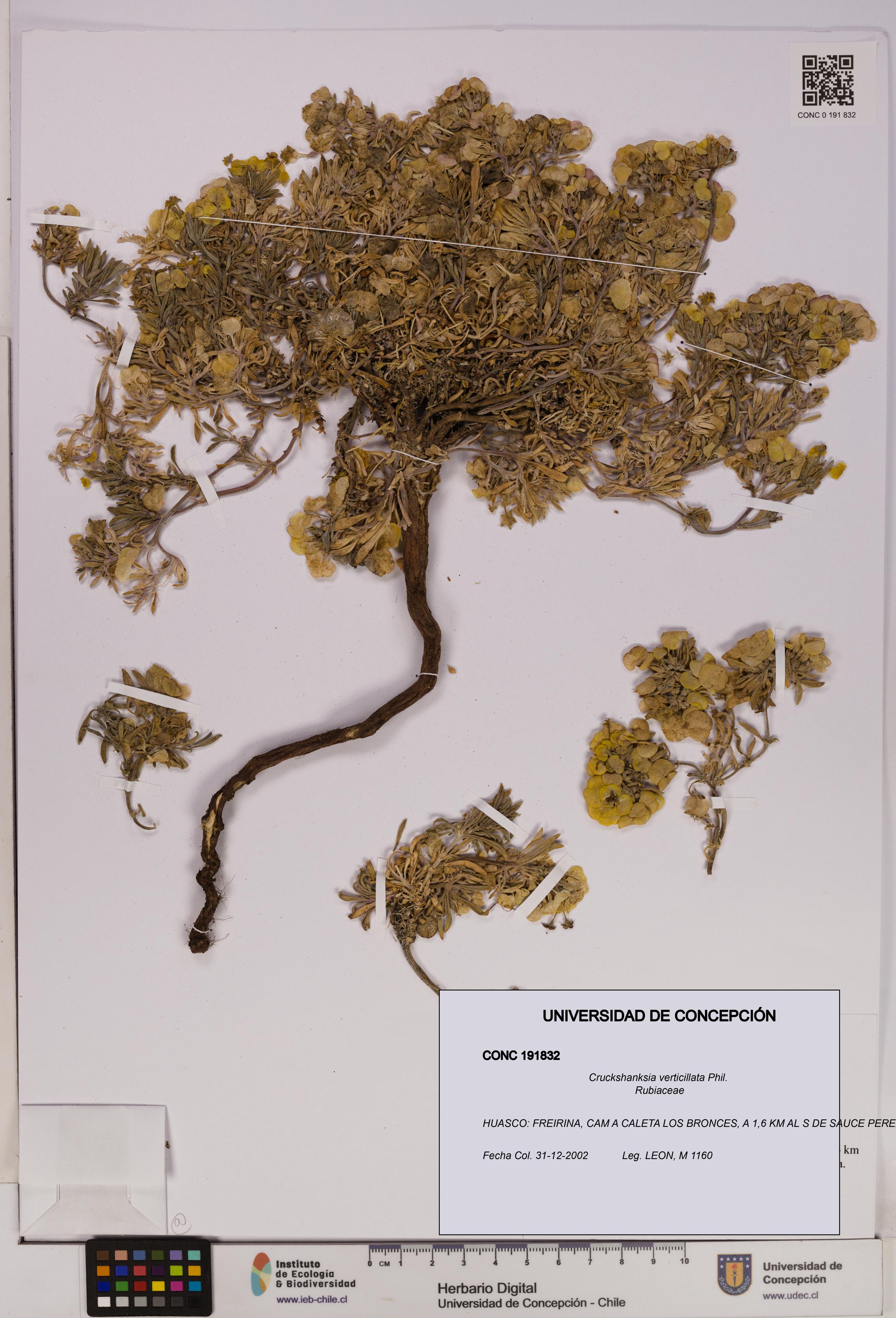 Cruckshanksia verticillata [Espécimen: UDEC:CONC:0191832]