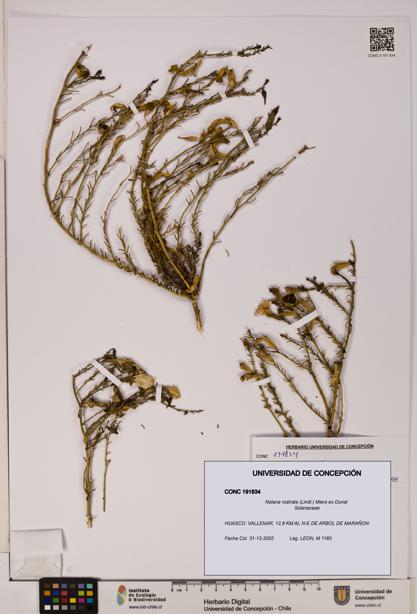 Nolana rostrata [Espécimen: UDEC:CONC:0191834]