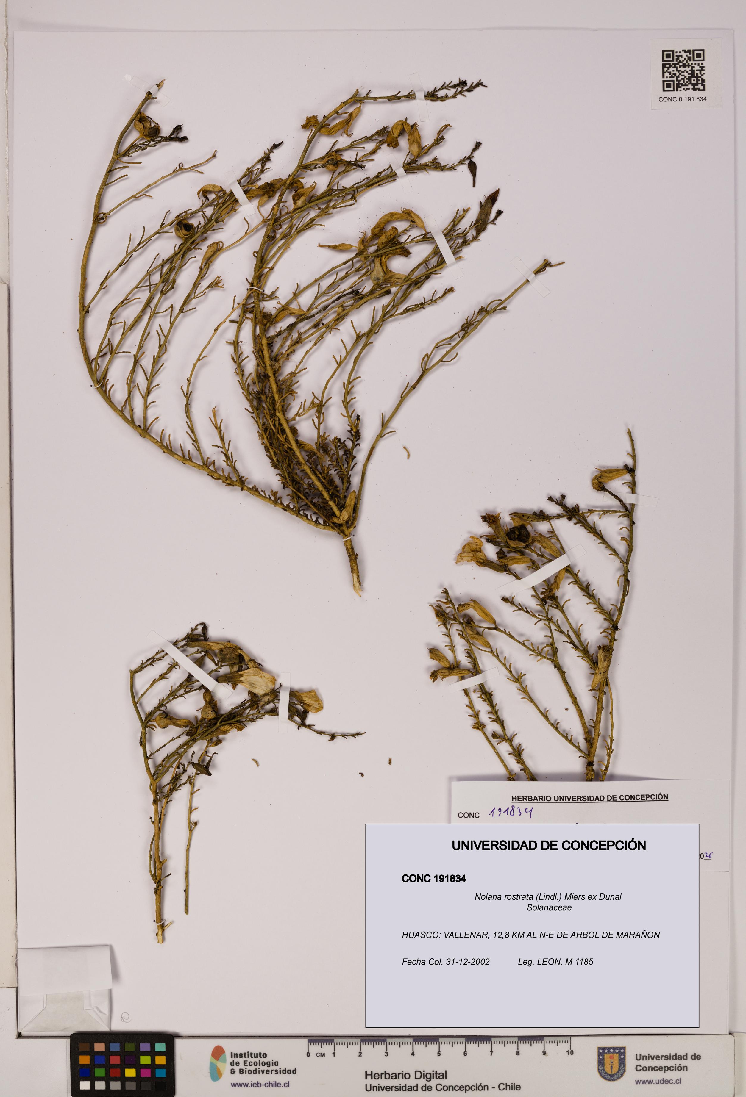 Nolana rostrata [Espécimen: UDEC:CONC:0191834]