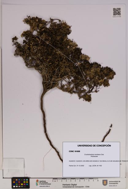 Cruckshanksia montiana [Espécimen: UDEC:CONC:0191835]