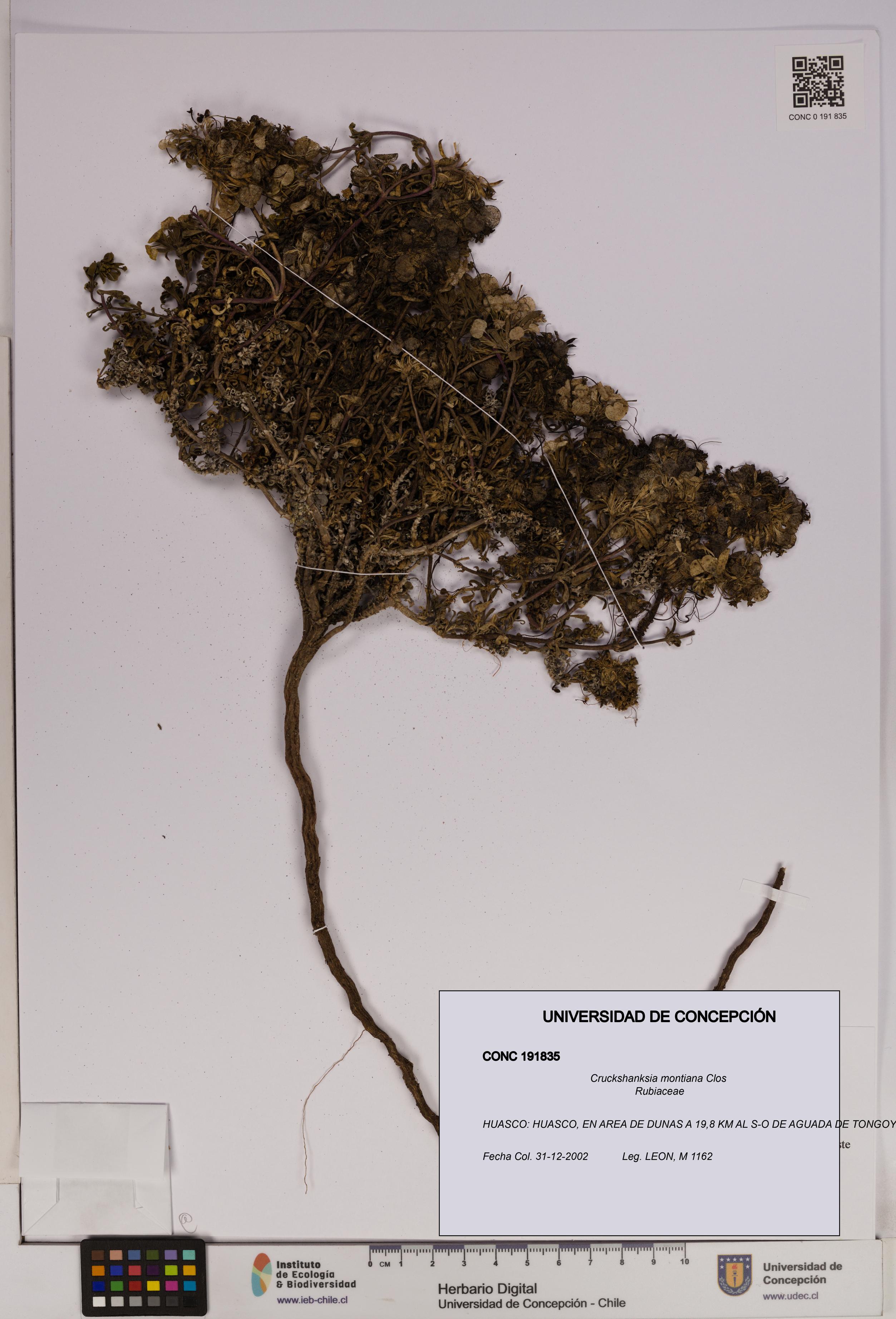 Cruckshanksia montiana [Espécimen: UDEC:CONC:0191835]