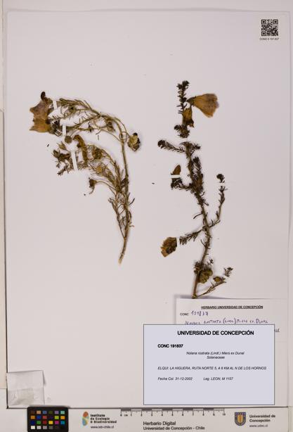 Nolana rostrata [Espécimen: UDEC:CONC:0191837]