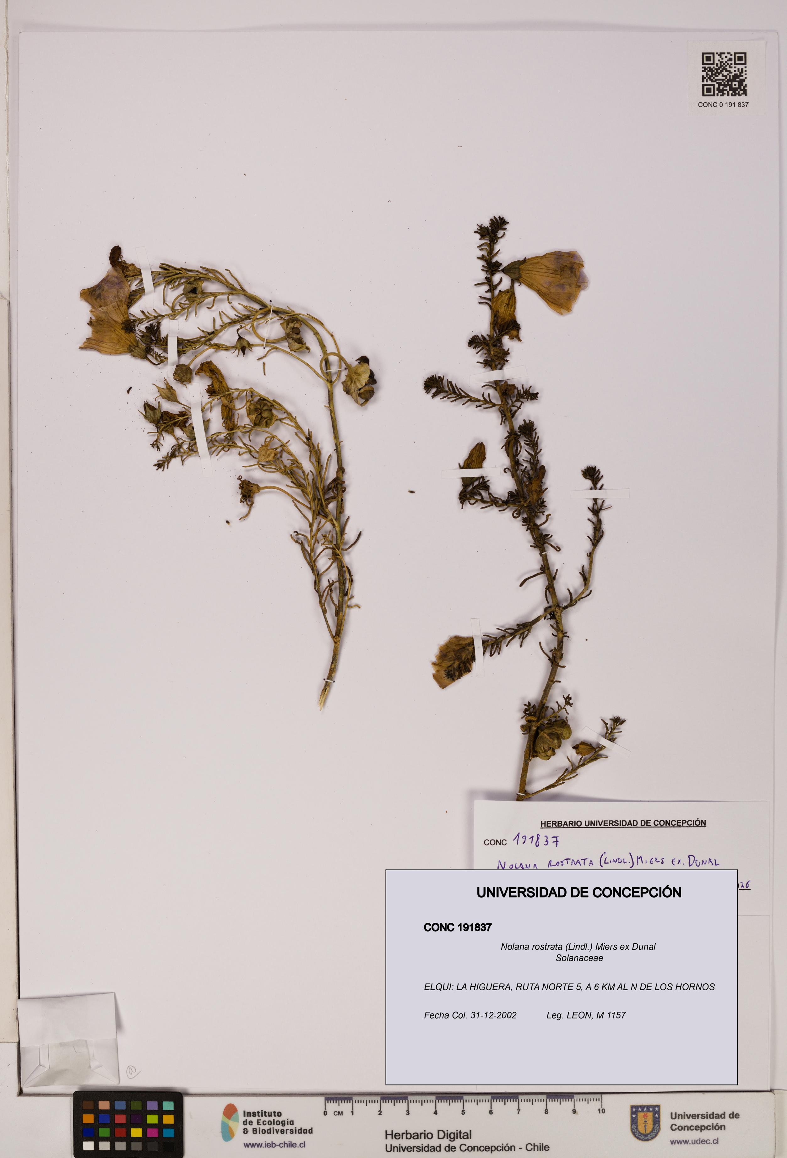 Nolana rostrata [Espécimen: UDEC:CONC:0191837]