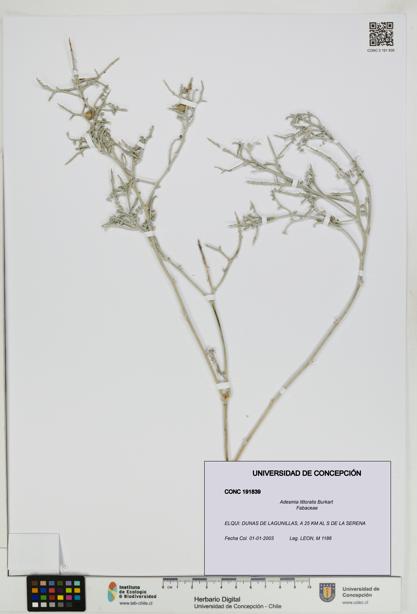 Adesmia littoralis [Espécimen: UDEC:CONC:0191839]