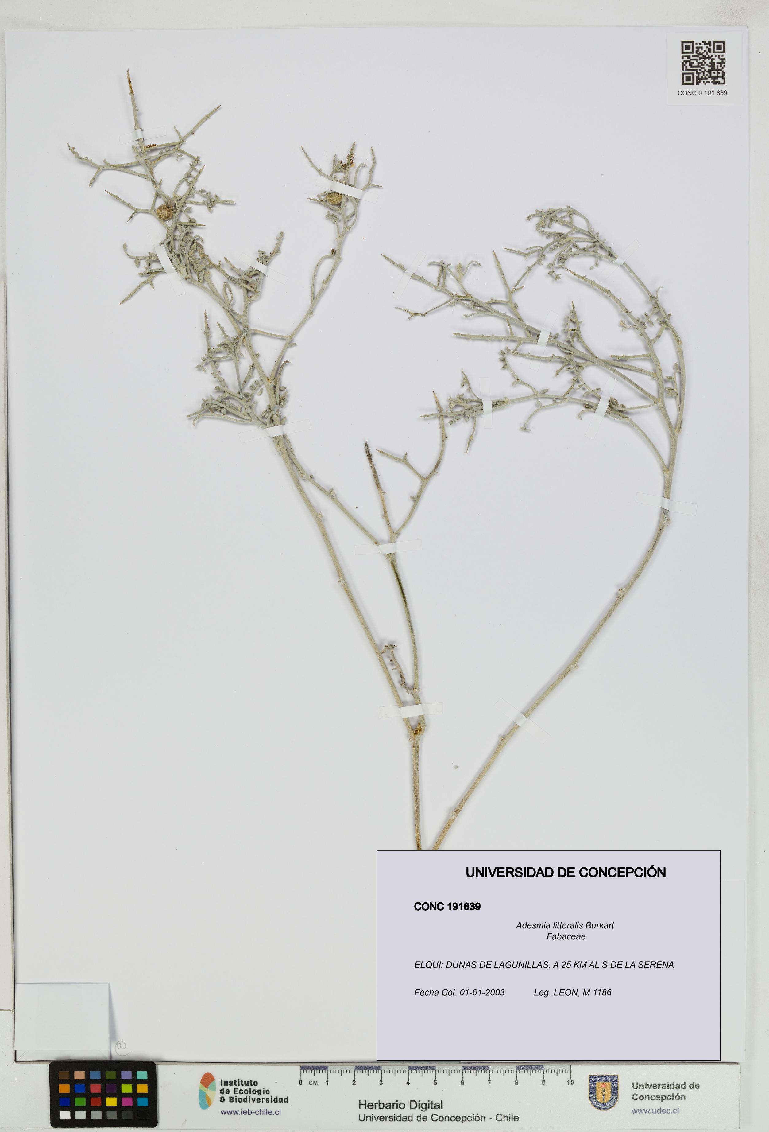 Adesmia littoralis [Espécimen: UDEC:CONC:0191839]