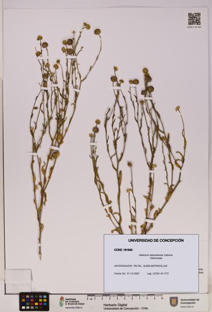 Helenium atacamense [Espécimen: UDEC:CONC:0191840]