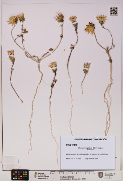 Chaetanthera glabrata [Espécimen: UDEC:CONC:0191841]