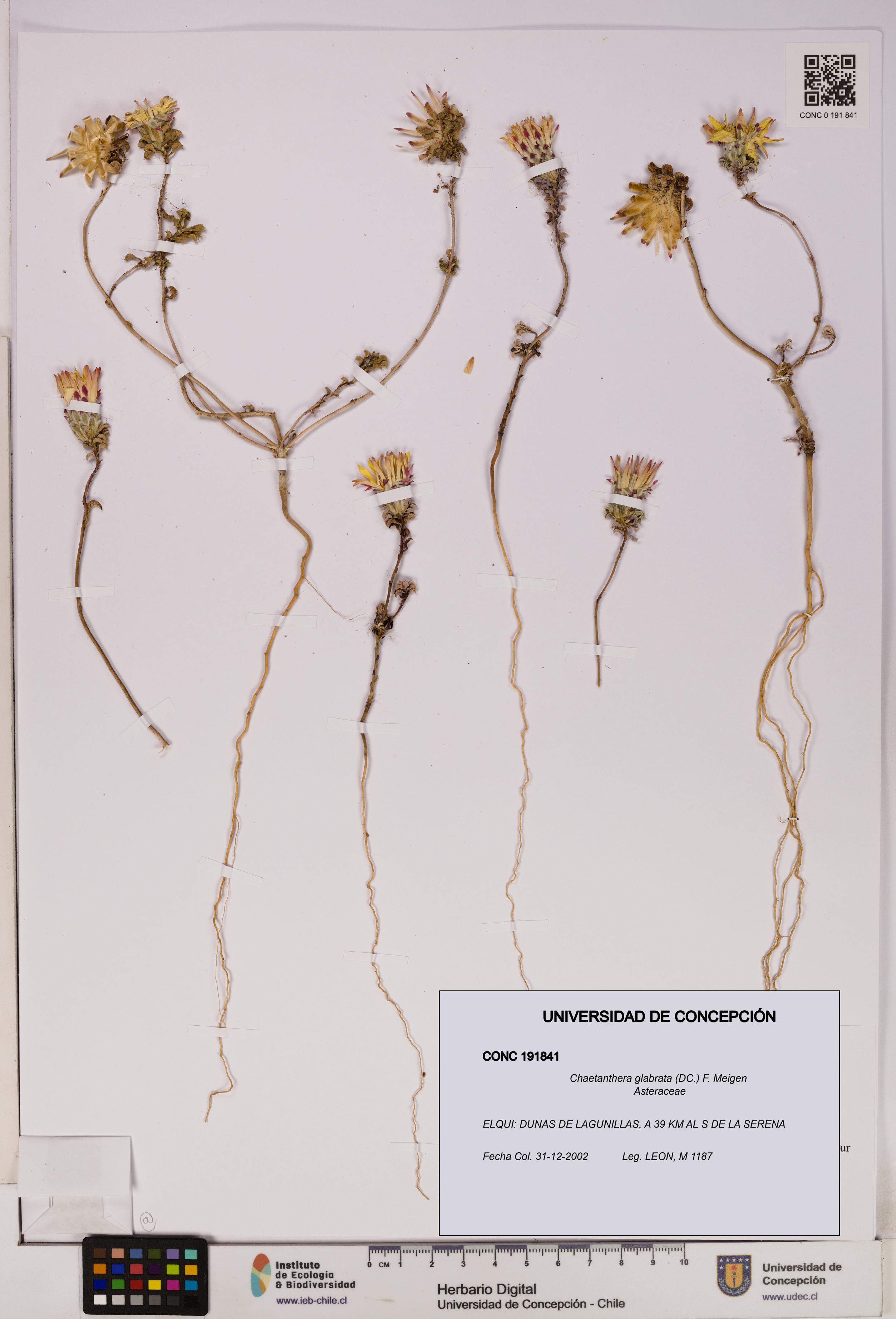 Chaetanthera glabrata [Espécimen: UDEC:CONC:0191841]