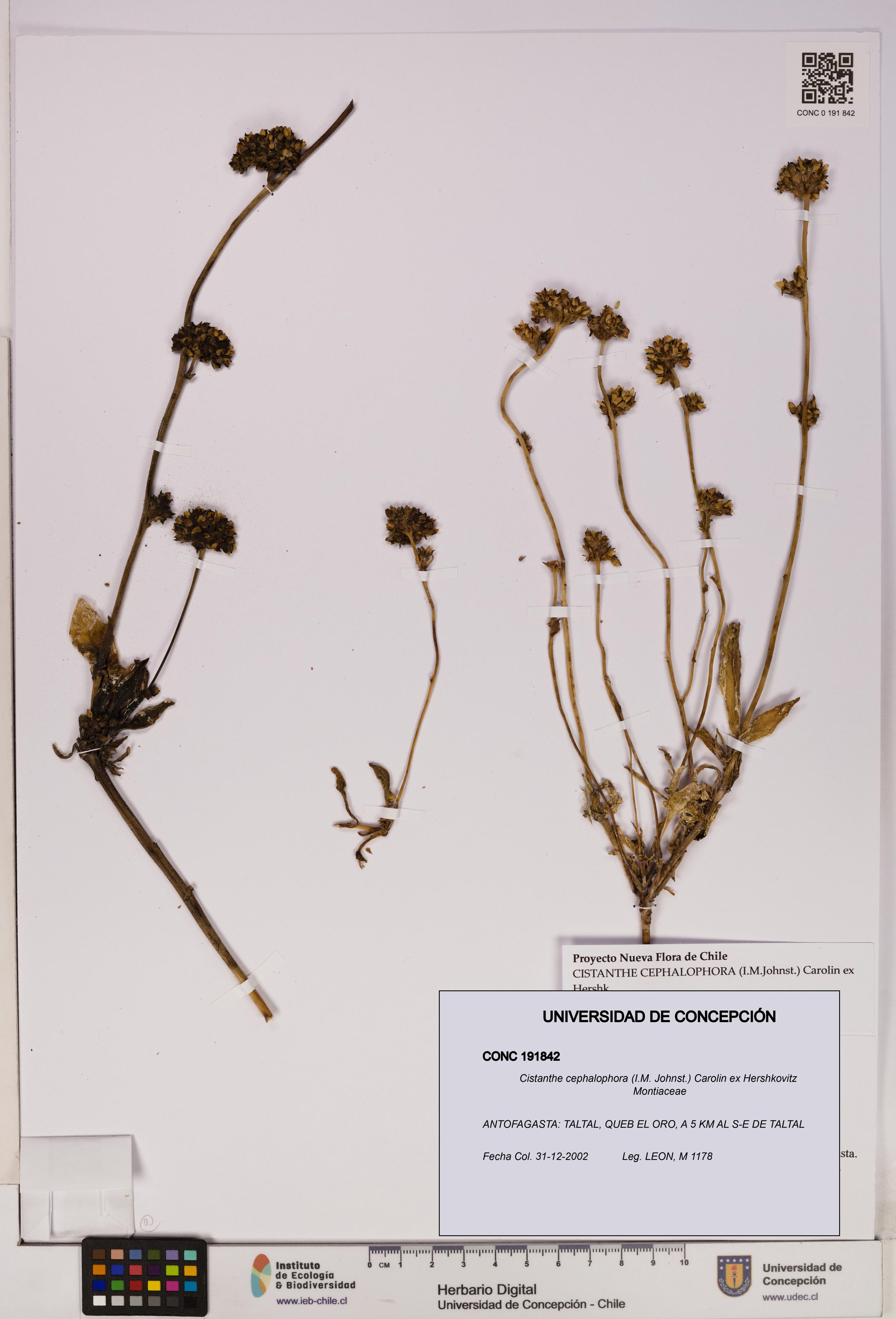 Cistanthe cephalophora [Espécimen: UDEC:CONC:0191842]