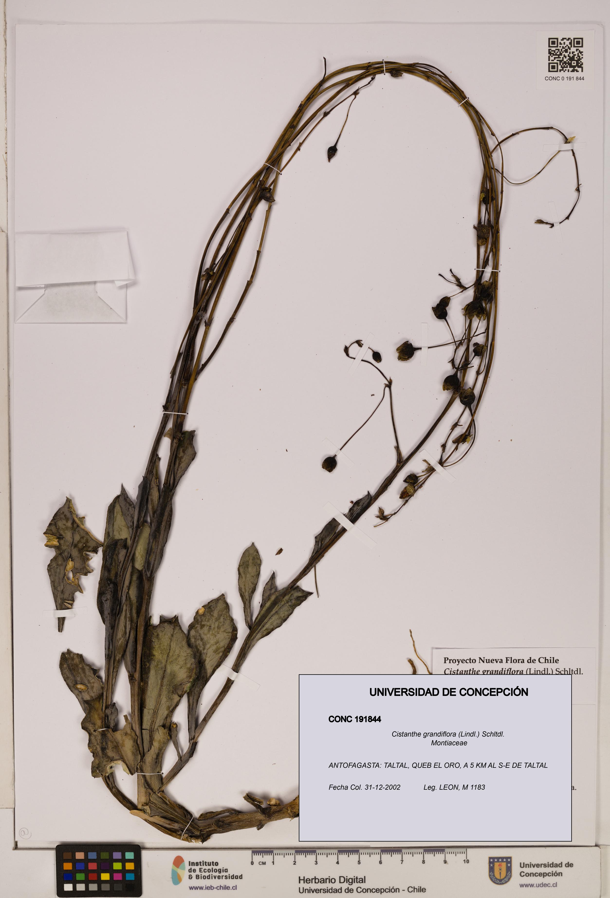 Cistanthe grandiflora [Espécimen: UDEC:CONC:0191844]