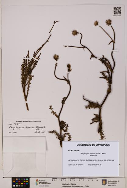 Polyachyrus cinereus [Espécimen: UDEC:CONC:0191846]