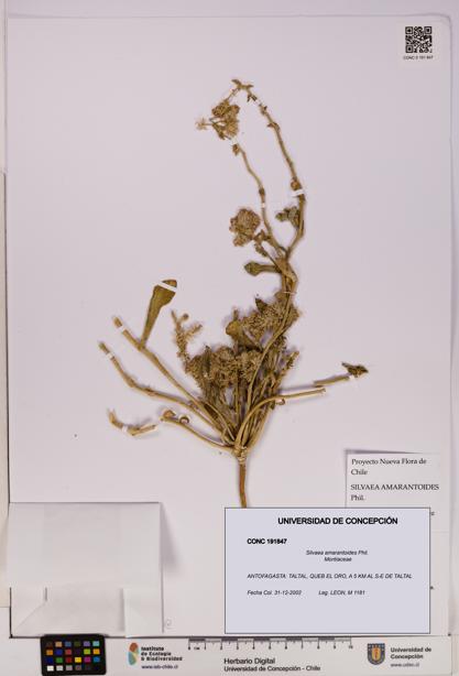 Silvaea amarantoides [Espécimen: UDEC:CONC:0191847]