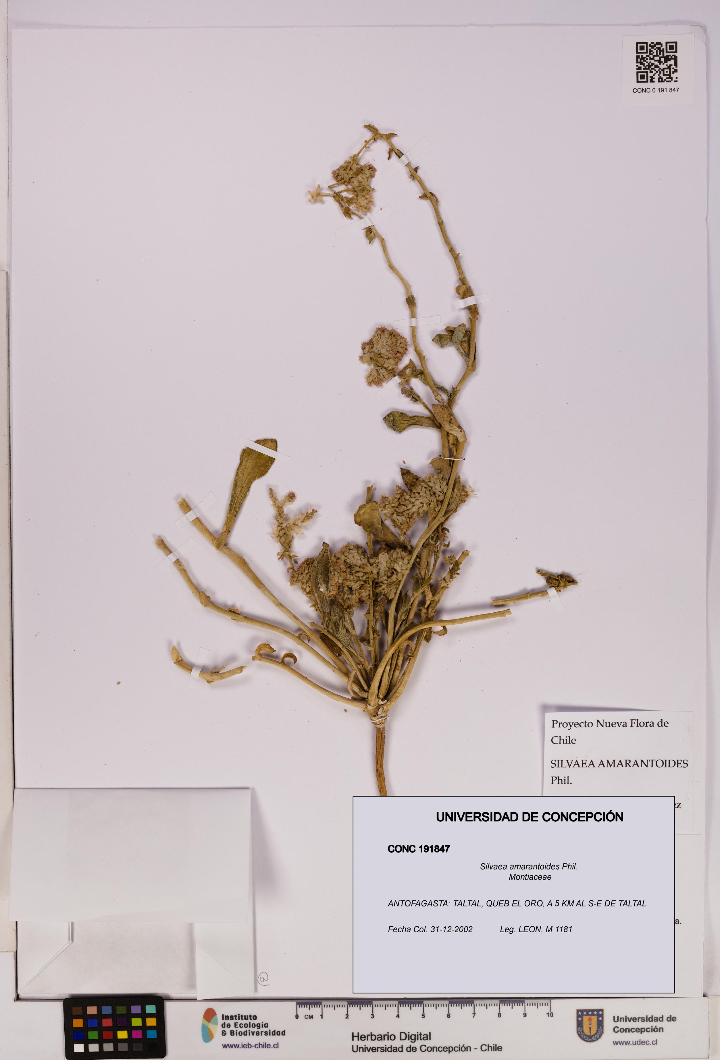 Silvaea amarantoides [Espécimen: UDEC:CONC:0191847]