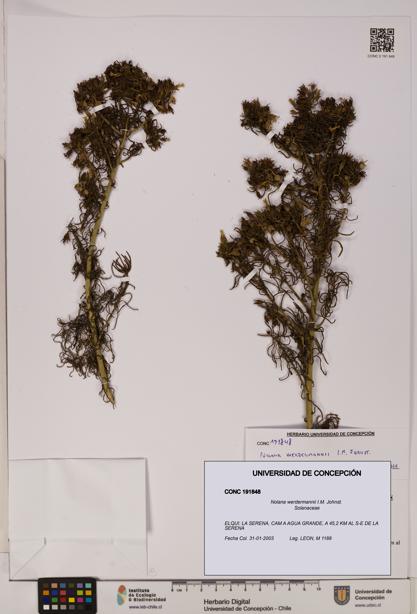 Nolana werdermannii [Espécimen: UDEC:CONC:0191848]