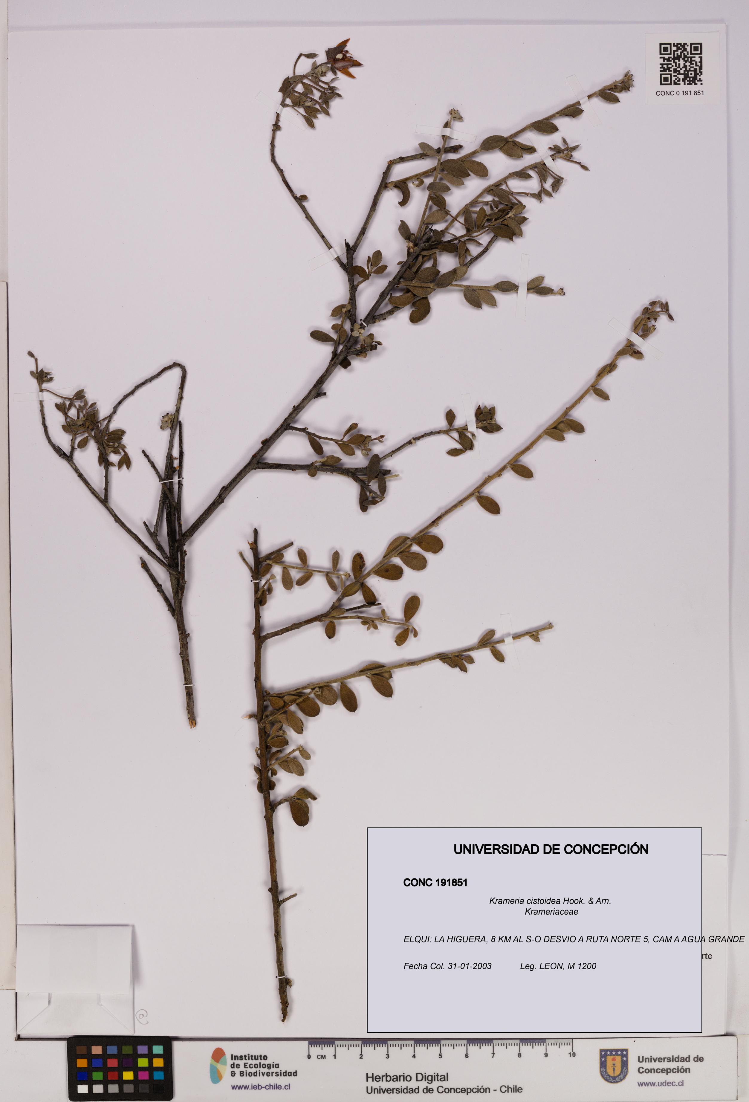 Krameria cistoidea [Espécimen: UDEC:CONC:0191851]