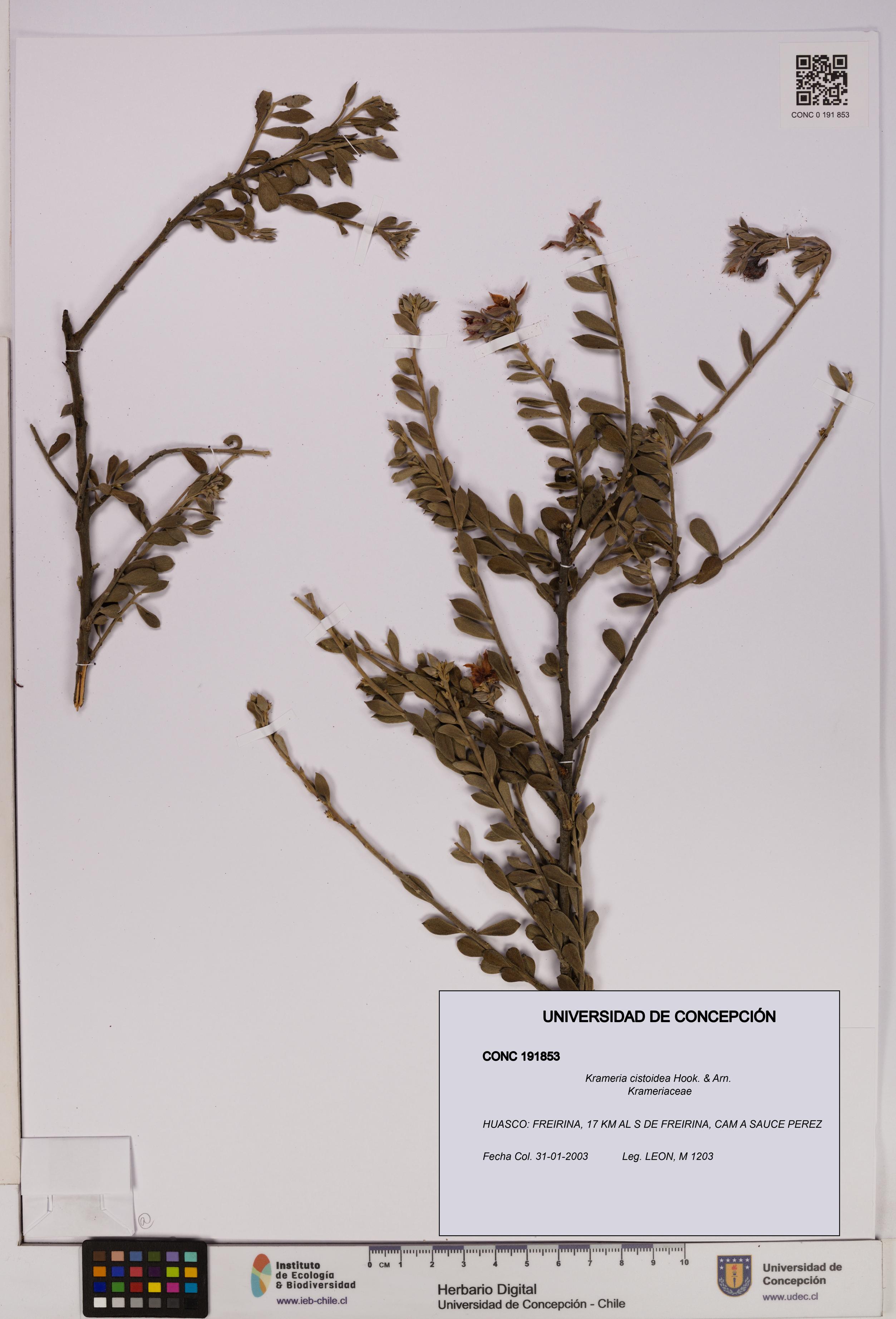 Krameria cistoidea [Espécimen: UDEC:CONC:0191853]