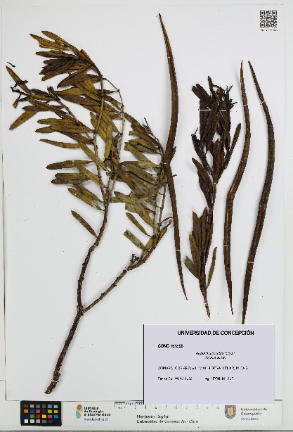 Skytanthus acutus [Espécimen: UDEC:CONC:0191855]