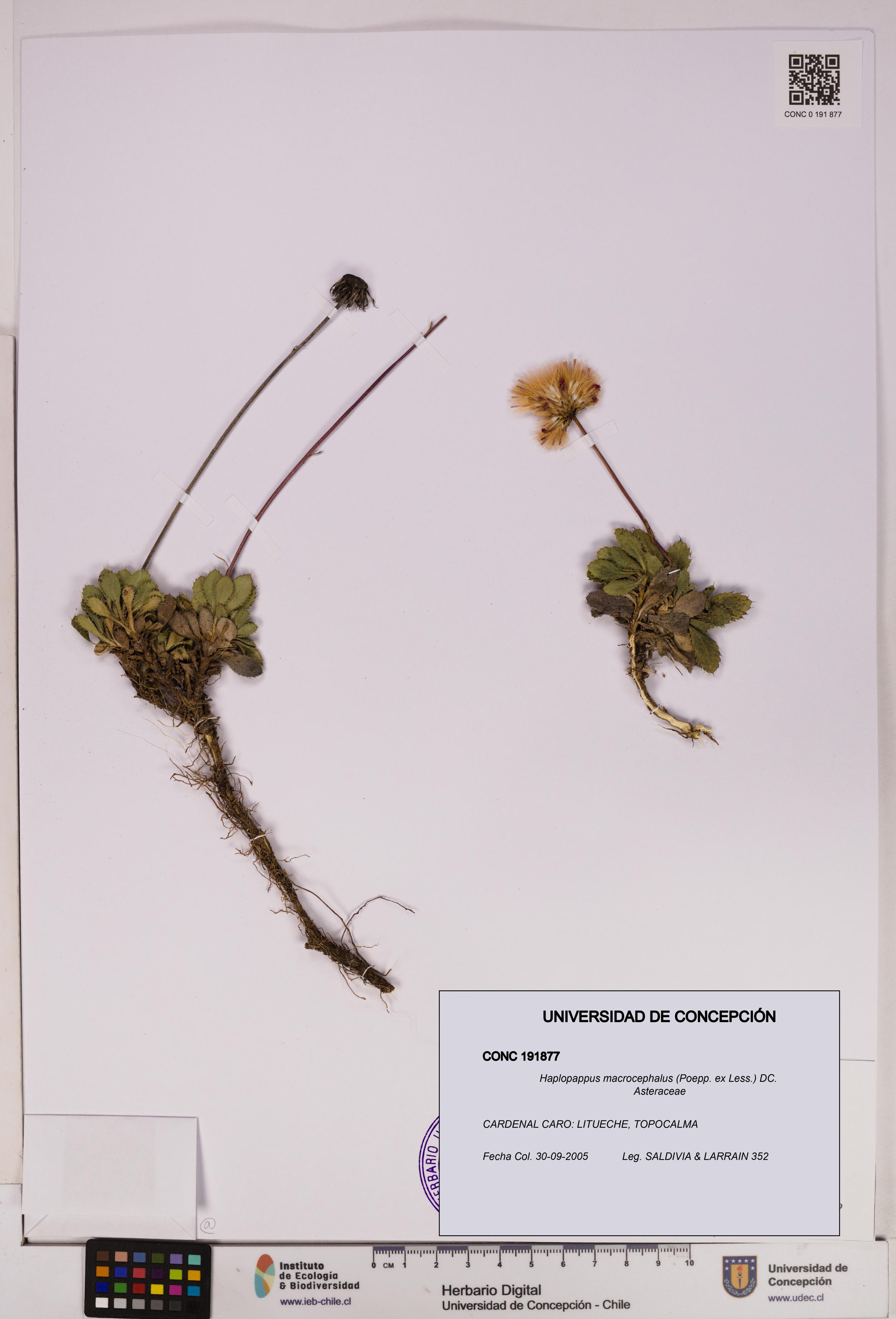 Haplopappus macrocephalus [Espécimen: UDEC:CONC:0191877]