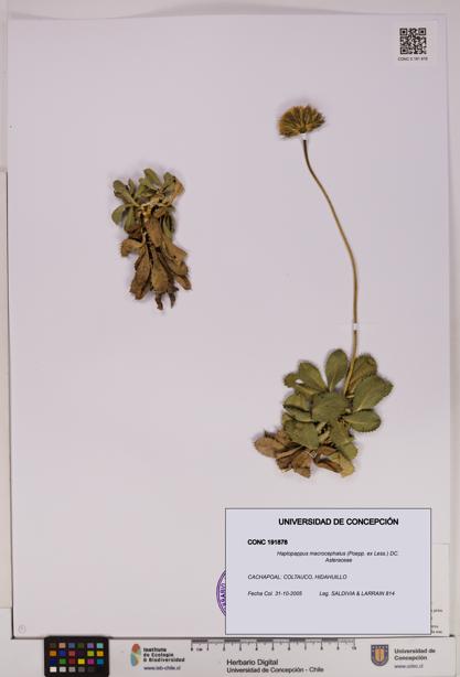 Haplopappus macrocephalus [Espécimen: UDEC:CONC:0191878]