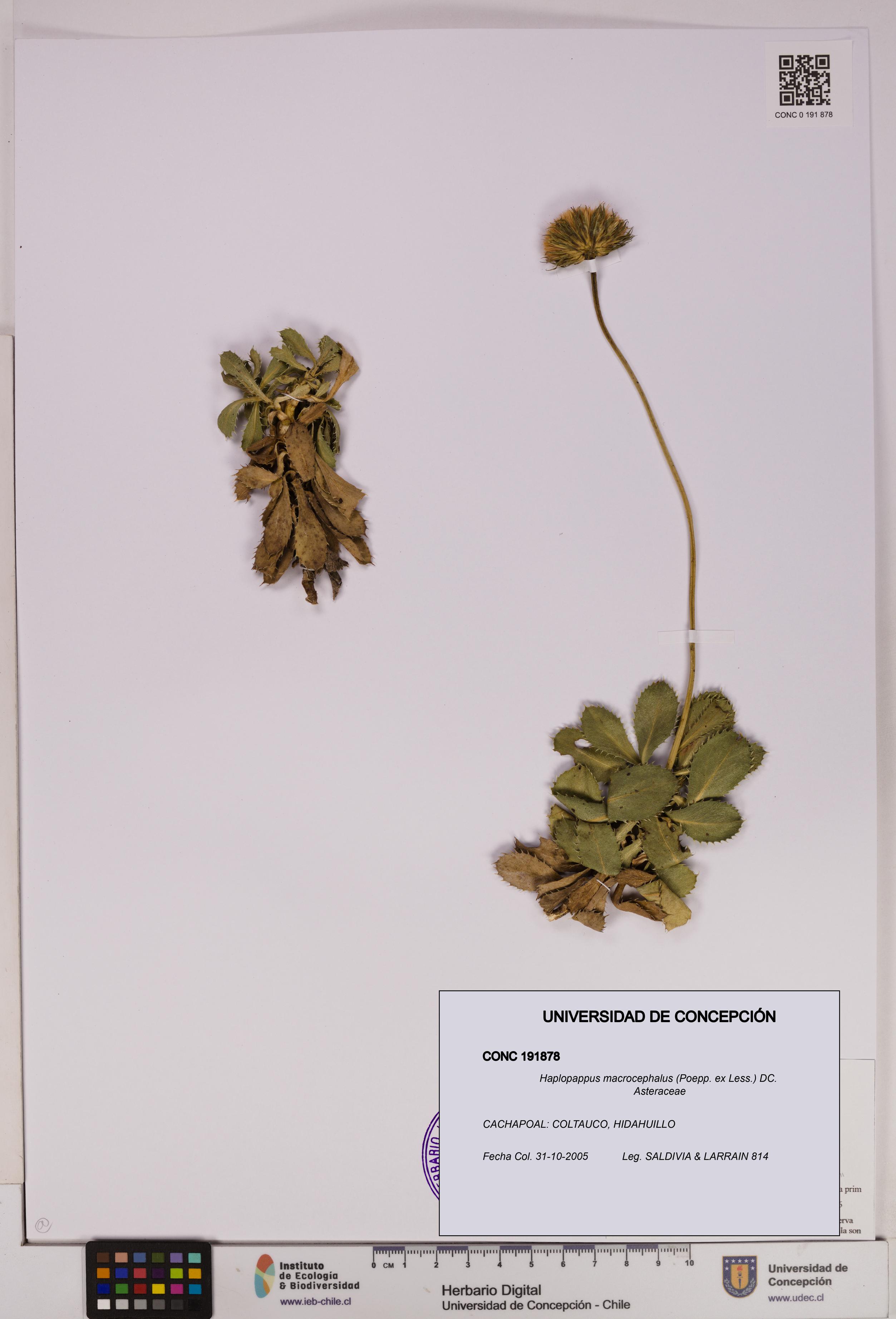 Haplopappus macrocephalus [Espécimen: UDEC:CONC:0191878]