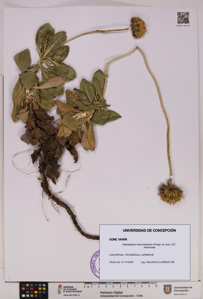 Haplopappus macrocephalus [Espécimen: UDEC:CONC:0191879]