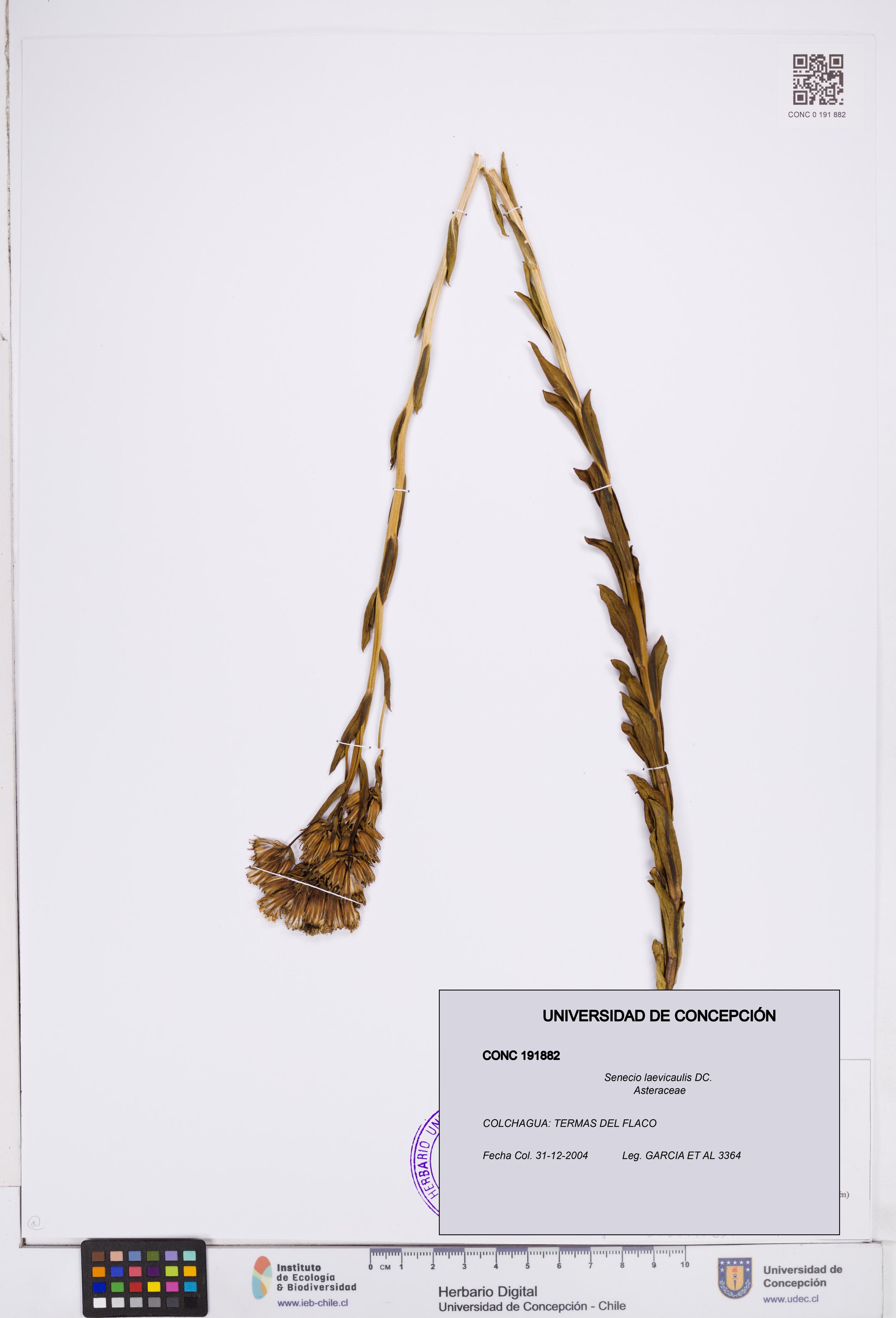 Senecio laevicaulis [Espécimen: ]